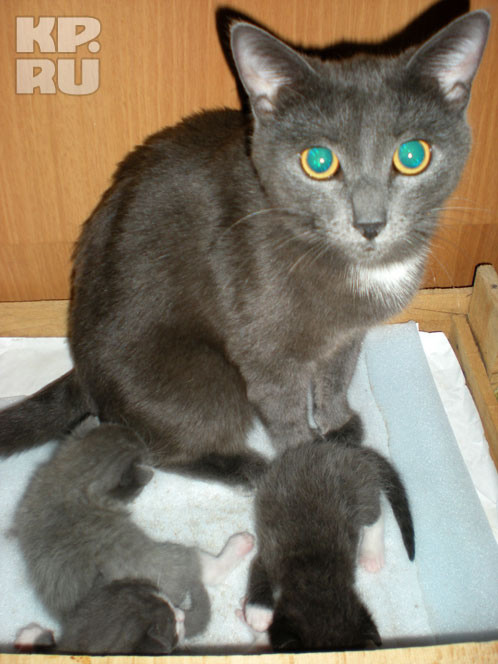  Мася унюхала газ герои, коты