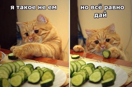 Приколы в фотомемах