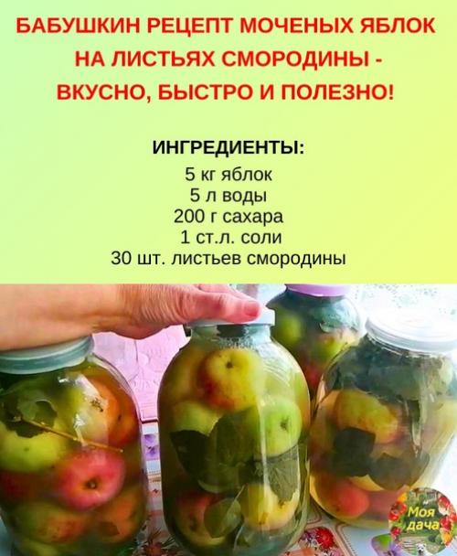 Бабушкин рецепт моченых яблок.