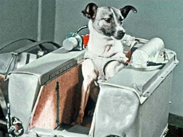 Неизвестная история Лайки, первой собаки-космонавта