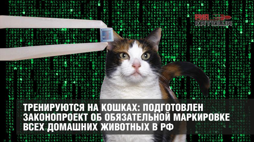 Тренируются на кошках: подготовлен законопроект об обязательной маркировке всех домашних животных в РФ