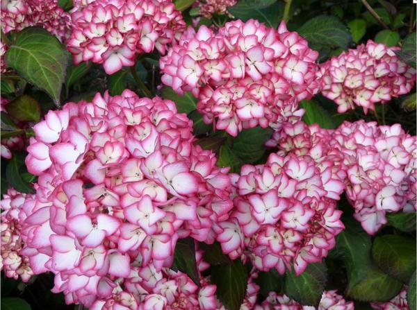 Гортензия крупнолистная Marai. Фото с сайта hortensias.fr Гортензия крупнолистная Marai. Фото с сайта hortensias.fr