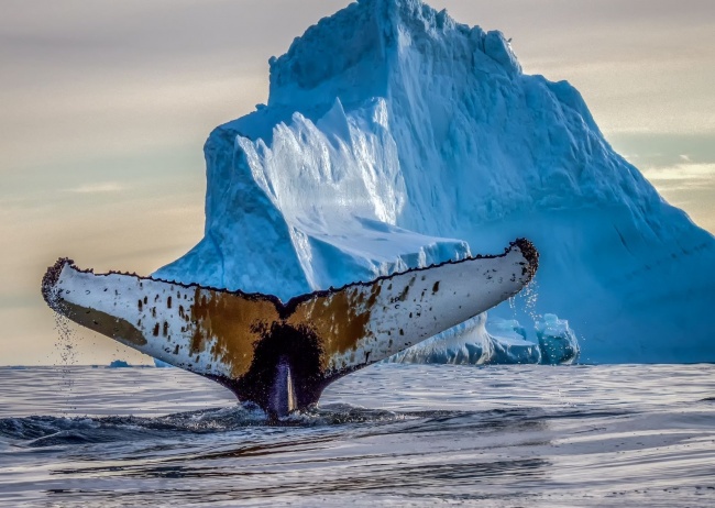 30 фотографий с конкурса National Geographic, которые доказывают, что наша планета — режиссер самого грандиозного шоу во Вселенной