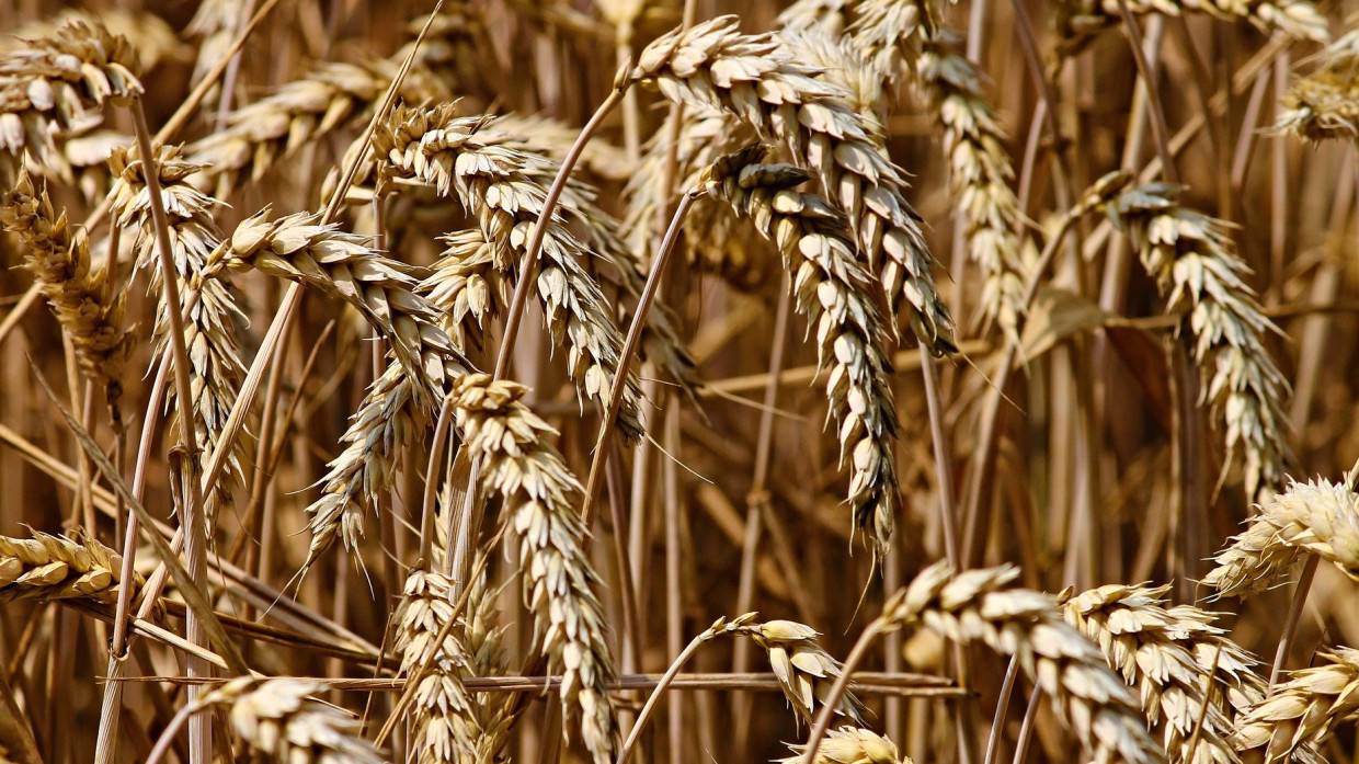 «Совэкон»: цена российской пшеницы достигла 325 долларов за тонну