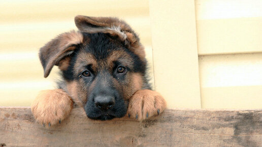 Алькино счастье