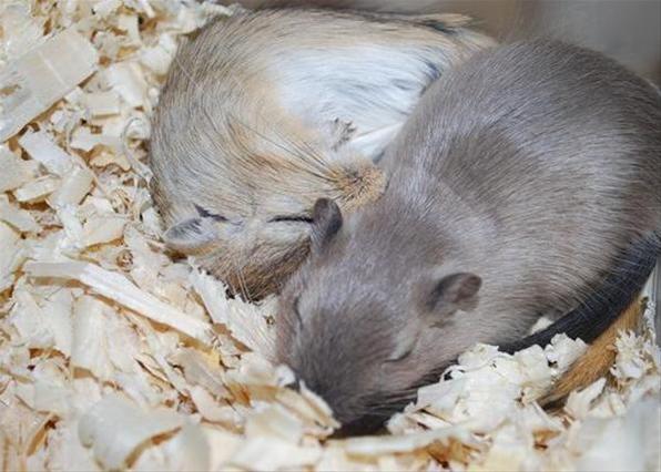 Спим в неожиданных местах и позах