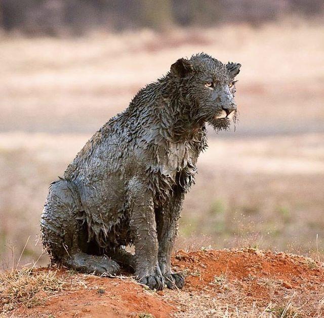 25 раз, когда природа пугала не хуже, чем забористый фильм ужасов 25 раз, когда природа пугала не хуже, чем забористый фильм ужасов животные,природа