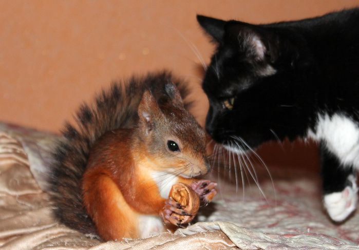 Животные, белка, позитив