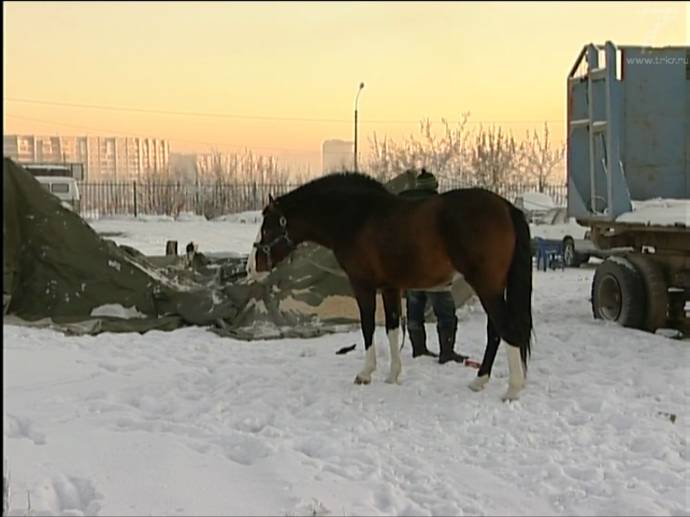 В Красноярске сотрудники МЧС спасли брошенных цирковых животных