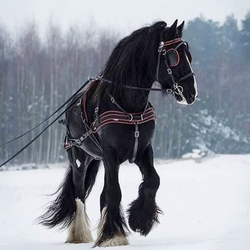 15 впечатляюще красивых фото лошадей, вызывающих неподдельный восторг животные,природа