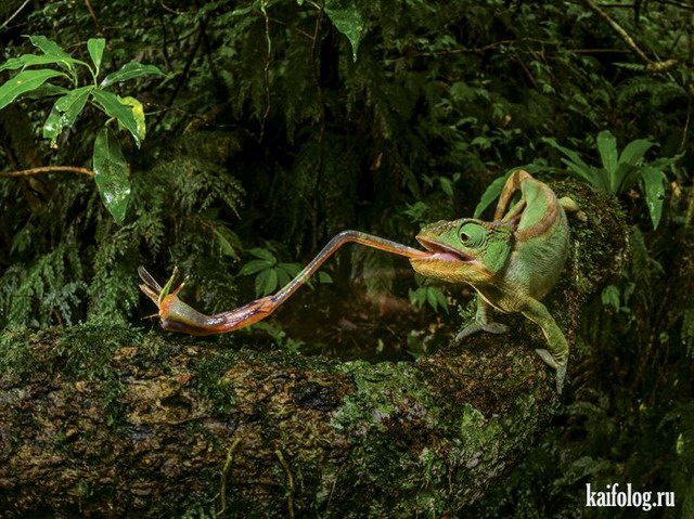 Лучшие фото National Geographic 2015 (75 фото)