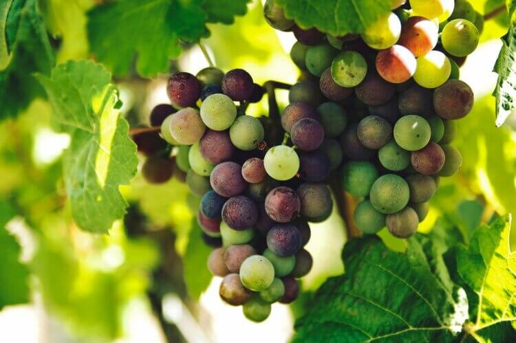 Цвет винограда напрямую зависит от сорта