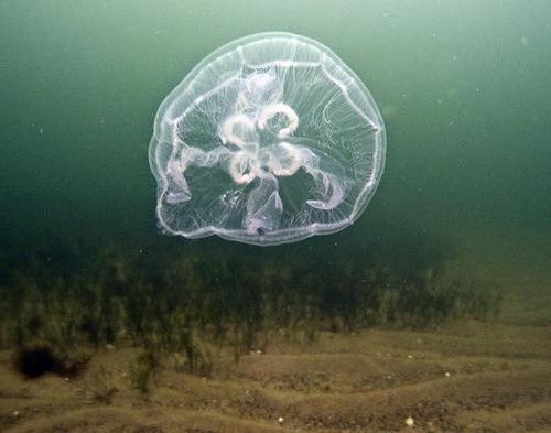 Гидроид  (медуза) : строение, размножение, физиология