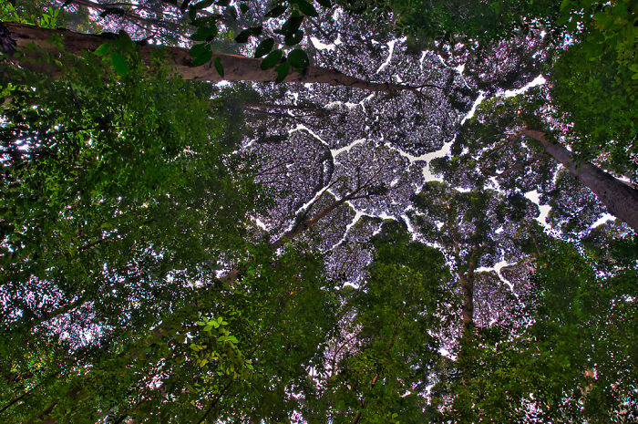 Crown Shyness Trees