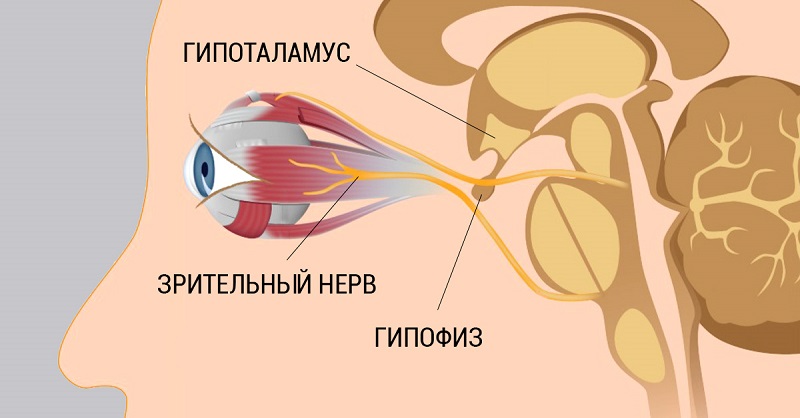 зрительный нерв