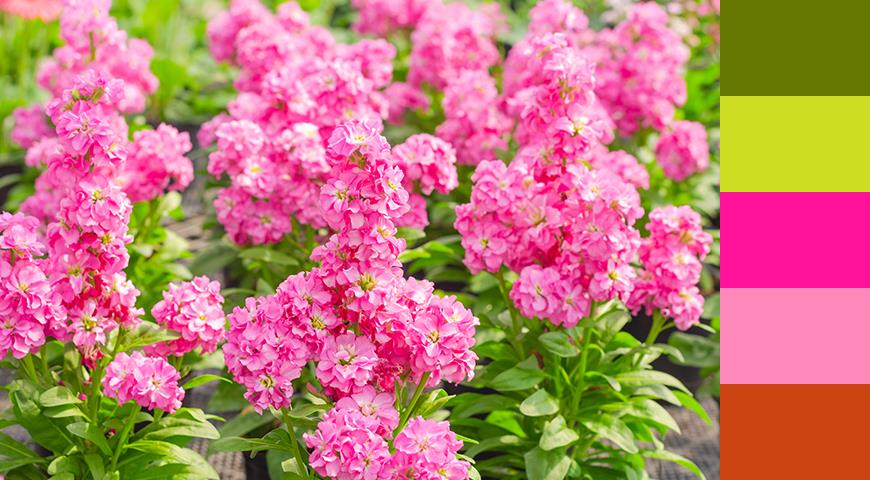 ТОП-20 лучших растений из семян для розового цветника дача,сад и огород,цветоводство