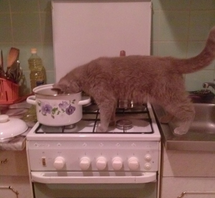 20 котиков, которые могли бы вести себя по-нормальному, но зачем, если их и так любят? 20 котиков, которые могли бы вести себя по-нормальному, но зачем, если их и так любят?