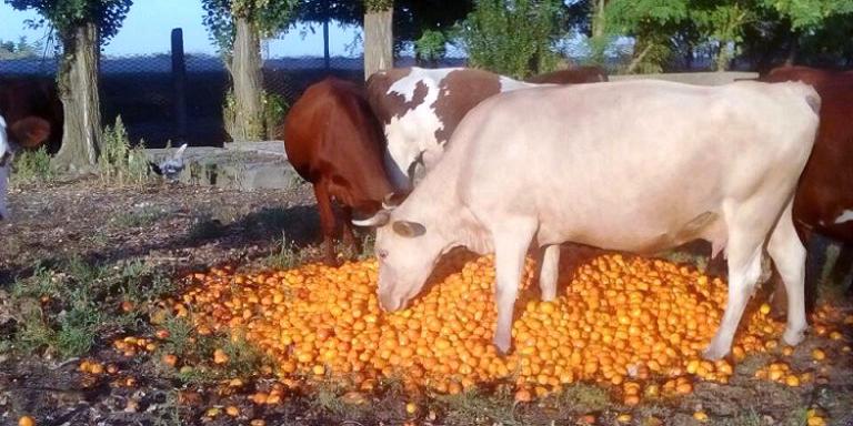 Из-за блокады Крыма херсонские фермеры начали скармливать урожай скоту