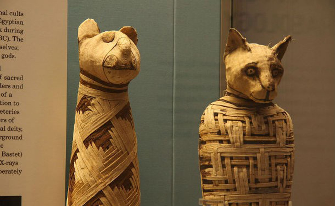 Египтяне подвергали мумификации не только людей. Шакалы, кошки, обезьяны, лошади, птицы, змеи, крокодилы, бегемоты и даже львы. Можно сказать, что эти парни были несколько одержимы мумификацией.