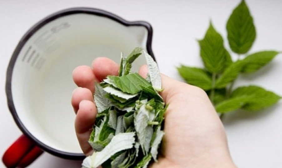 Мочегонные препараты народной медицины при болезнях почек, мочевого пузыря и отеках