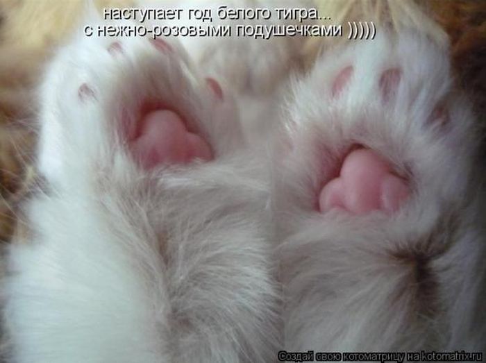 Устал, как собака? Отдохни, как кошка! Устал, как собака? Отдохни, как кошка!