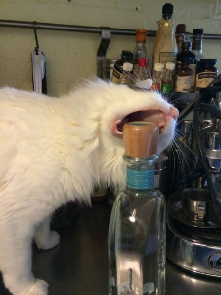 Усатые воришки Усатые воришки