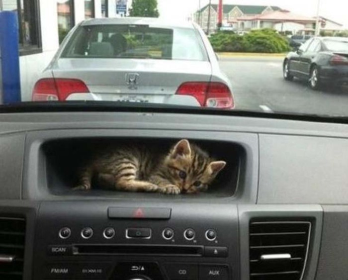Коты, которые предпочитают необычные места обитания Коты, которые предпочитают необычные места обитания веселые картинки