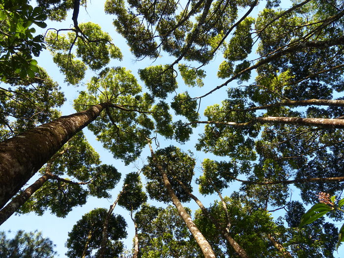 Crown Shyness Trees