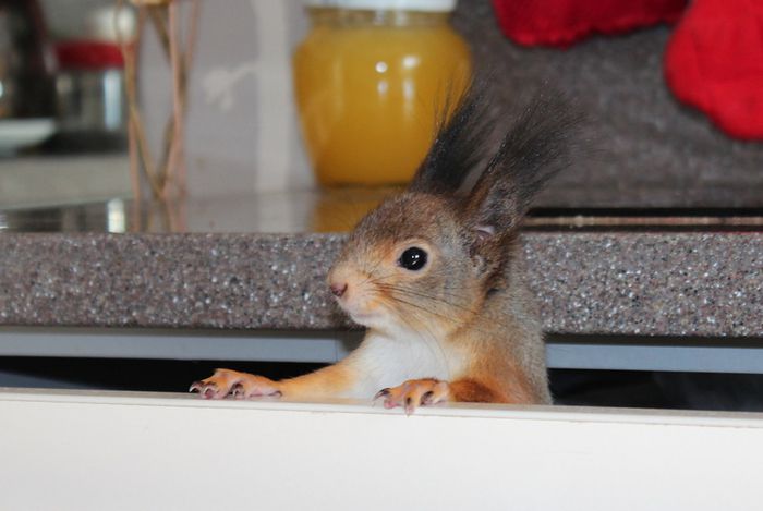 Животные, белка, позитив