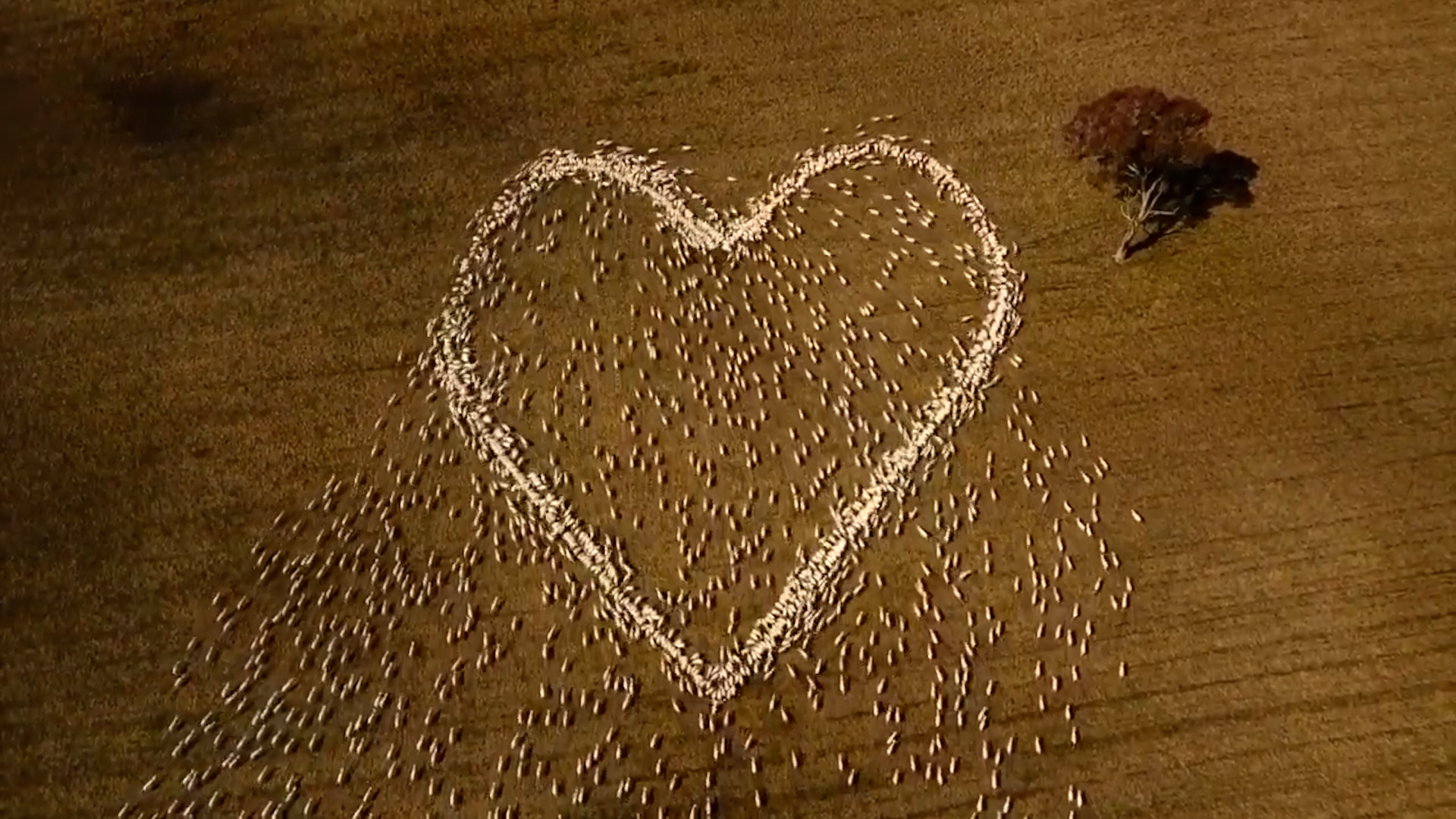 Житель Австралии сердцем из овец показал свою любовь