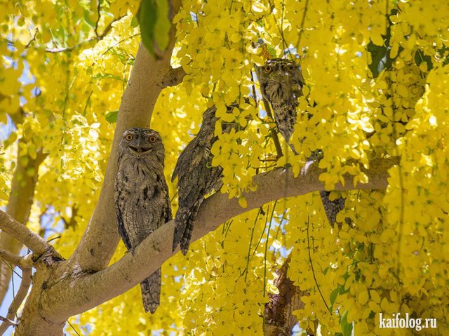 Лучшие фото National Geographic 2015 (75 фото)