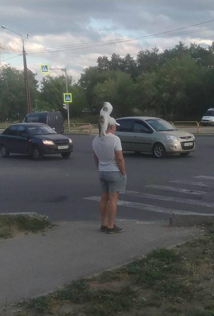 Забавные, смешные и прикольные картинки из нашей жизни больше, позитивных, смешных, забавных, фотографий, смотрите