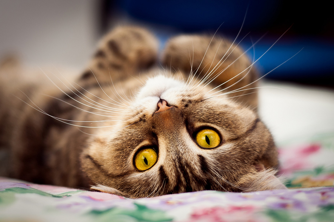 NewPix.ru - Кошка - домашнее чудо. Фотографии котов от memberx