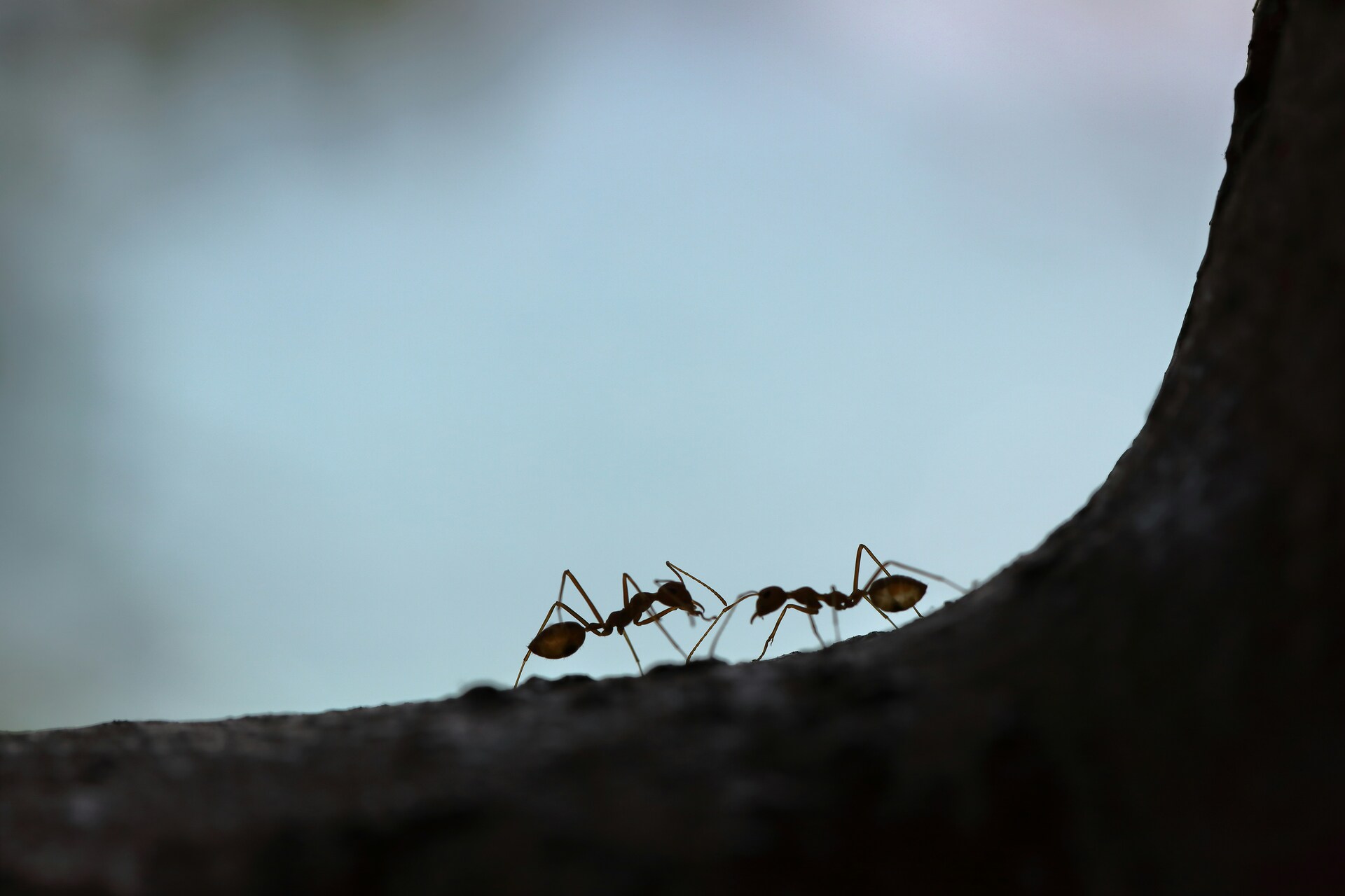 Ученые обнаружили у муравьев признаки человеческого поведения