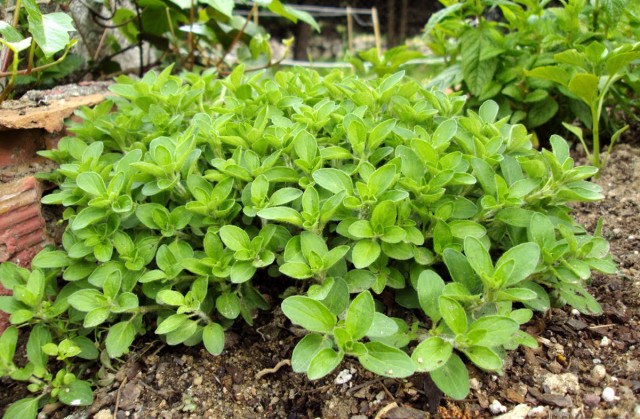 Душица обыкновенная, или Орегано (Origanum vulgare) 