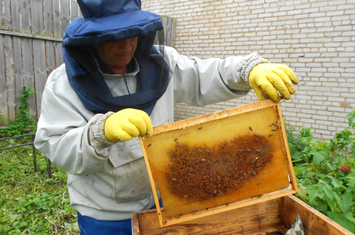 Что делает пчеловод. Куракин мед пчелопакеты. Пчелы пасека. Пчеловод на пасеке. Контрольный улей пчелосемьи.