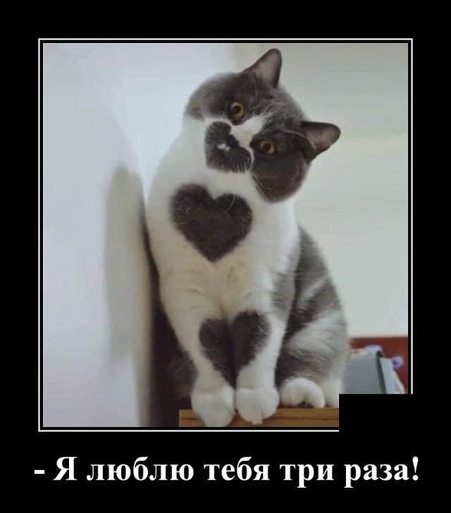 Без кота и жизнь не та Без кота и жизнь не та спасет, животное, спасёт, припёрсси , такую, свободу , хочет , режут, рядом, Потому, слезами , Горькими, плачет , Котэматрёшка Кот, лапки , пострадало , взгляда , планету , последний, Любовь
