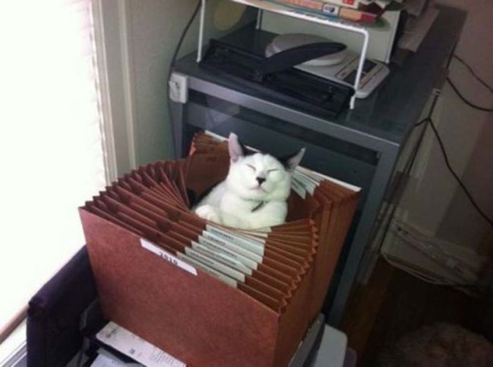 Коты, которые предпочитают необычные места обитания Коты, которые предпочитают необычные места обитания веселые картинки