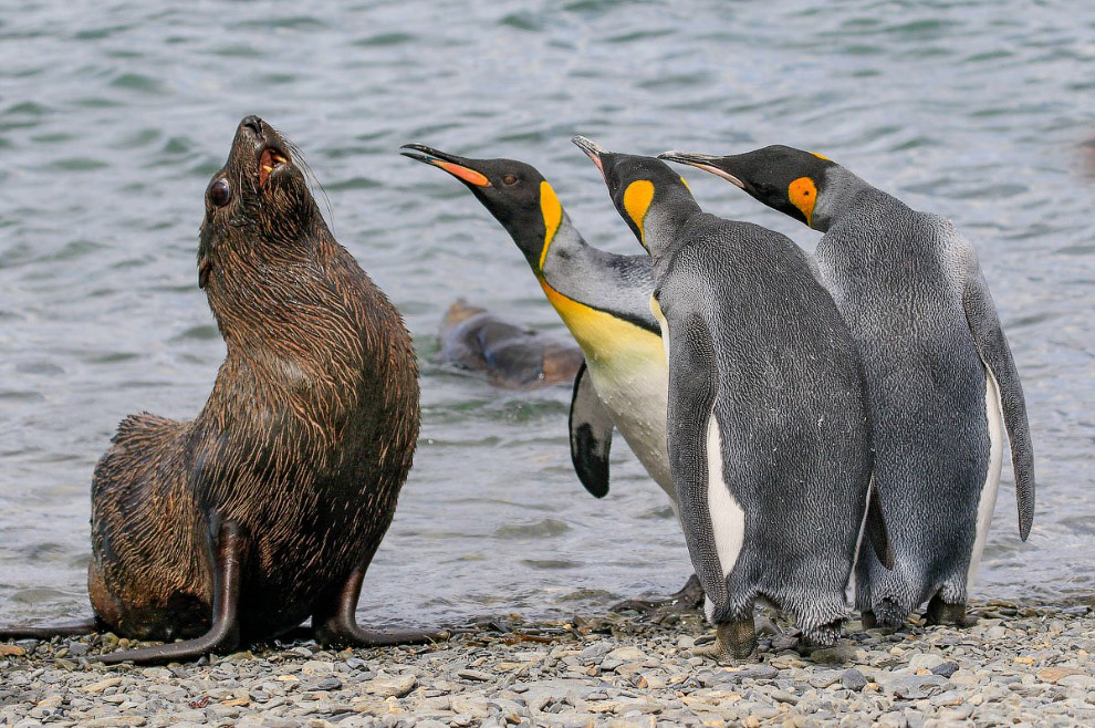Самые смешные кадры Comedy Wildlife Photography Awards 2018