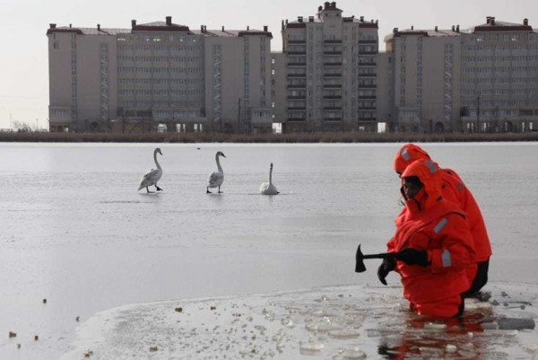 Сотрудники МЧС Крыма спасли лебедей из ледового плена