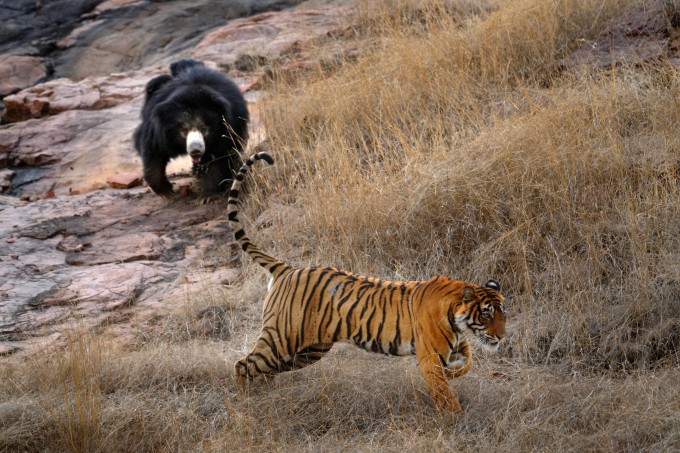 Медведица не дала в обиду медвежат животные, медведь, природа, тигр