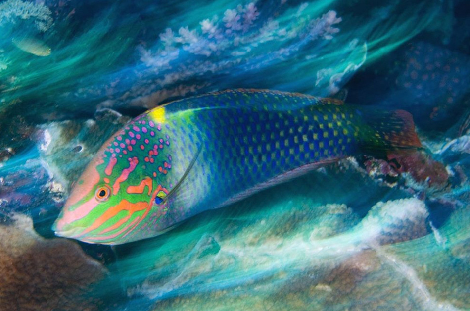 Фотография: Волшебство океана №10 - BigPicture.ru