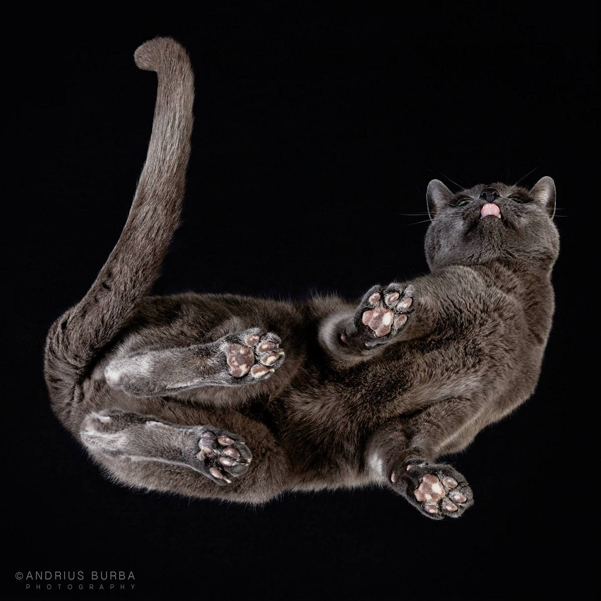 Кот на стекле