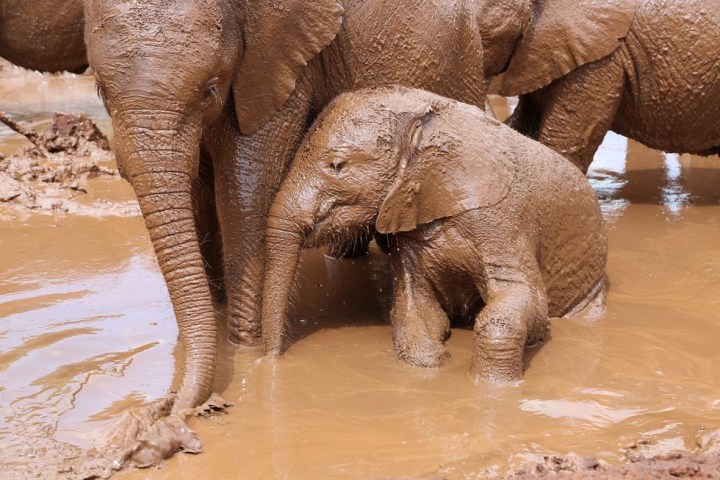 слоненок сирота помогает другим преодолеть боль