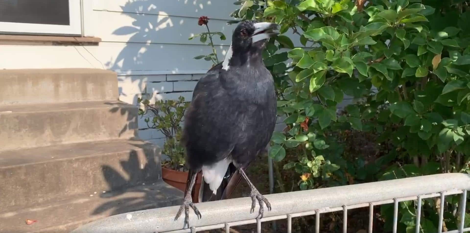 сорока поёт