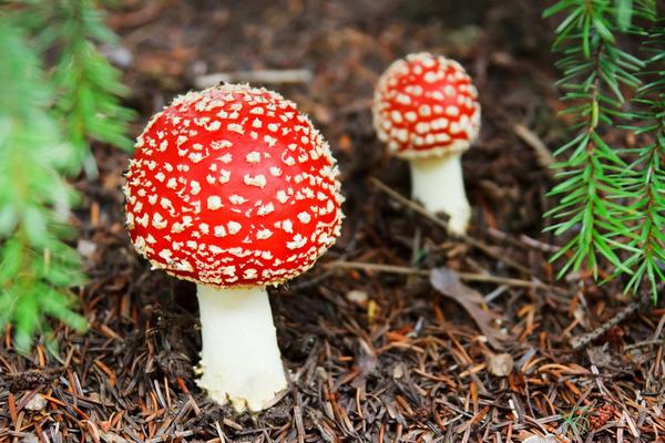 7 опасных для здоровья мифов о грибах грибы, ядовитых, грибов, ядовитые, связано, грибами, может, поэтому, мифов, человека, абсолютно, гриба, например, чернеет, отваре, опасная, улитки, Например, грибах, насекомых