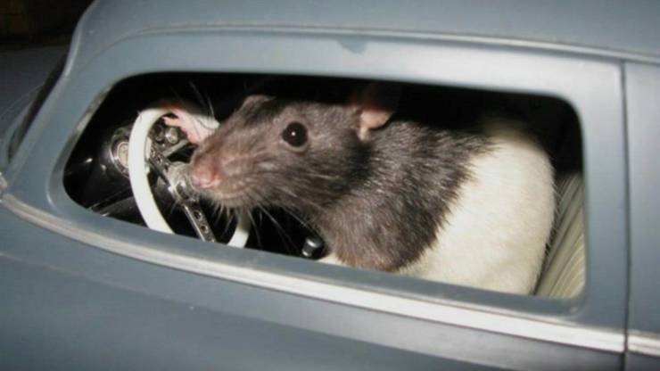 Подборка картинок. Вечерний выпуск  приколы,смешные картинки,юмор