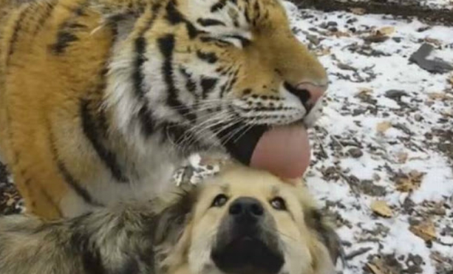 Собака подружилась с тигром