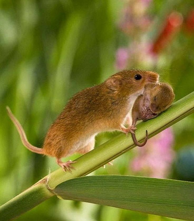 Они растопят любое сердце...  Царство, семья, игрушки» Место, никакие, нужны, классная, такая, пингвинов «Мама, сон Огромная, тепло, послеобеденный, дети» Сладкий, прекрасные, какие, посмотрите, место «Только, безопасное, всегда, безопасно Мамакоала, уносит