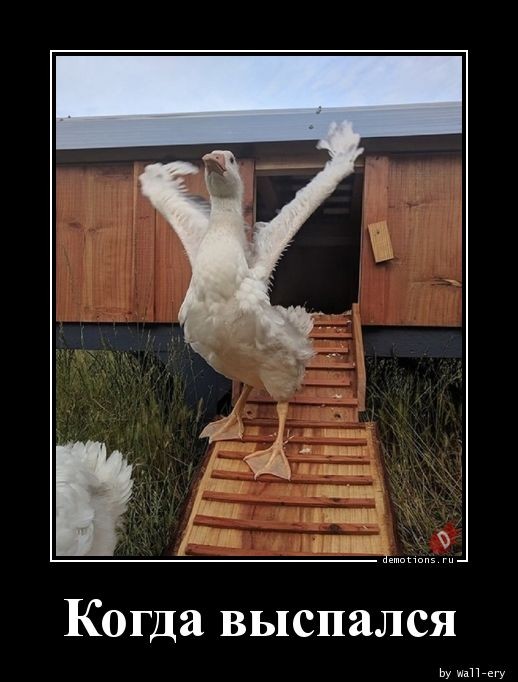Очередная порция юмора и приколов для любителей демотиваторов! 